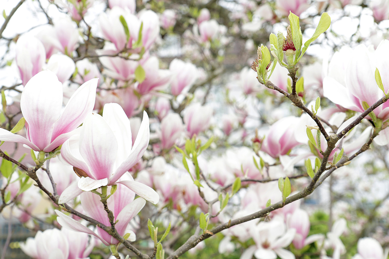 Nahaufnahme von Magnolienblüten