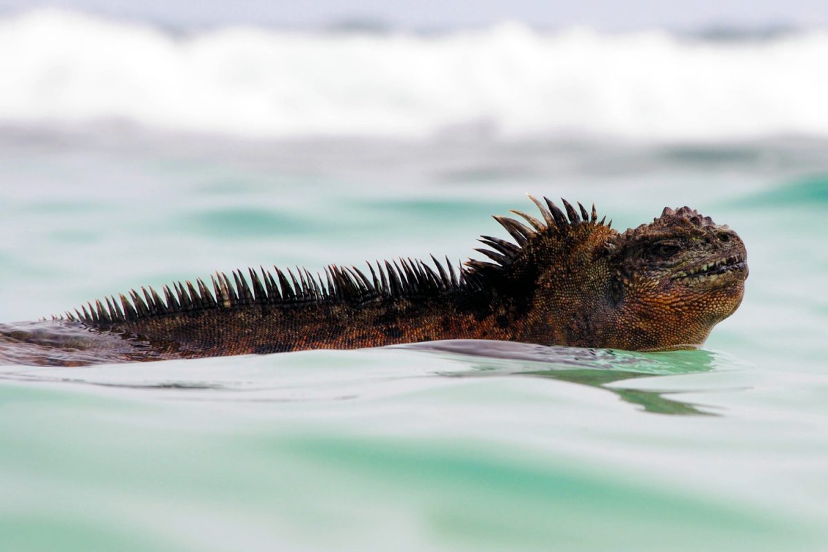 Mai: Godzilla-Meerechse auf den Galápagos-Inseln entdeckt