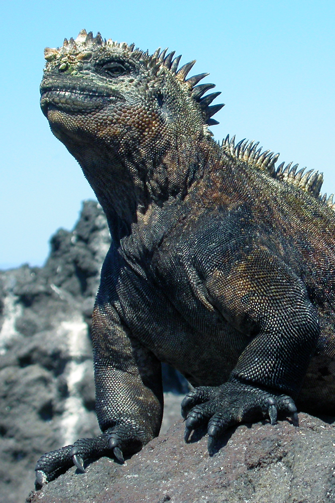 Marine Iguana Godzilla