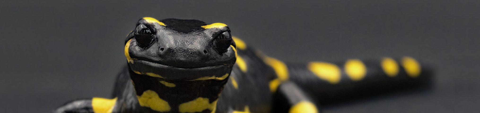Picture of a fire salamander