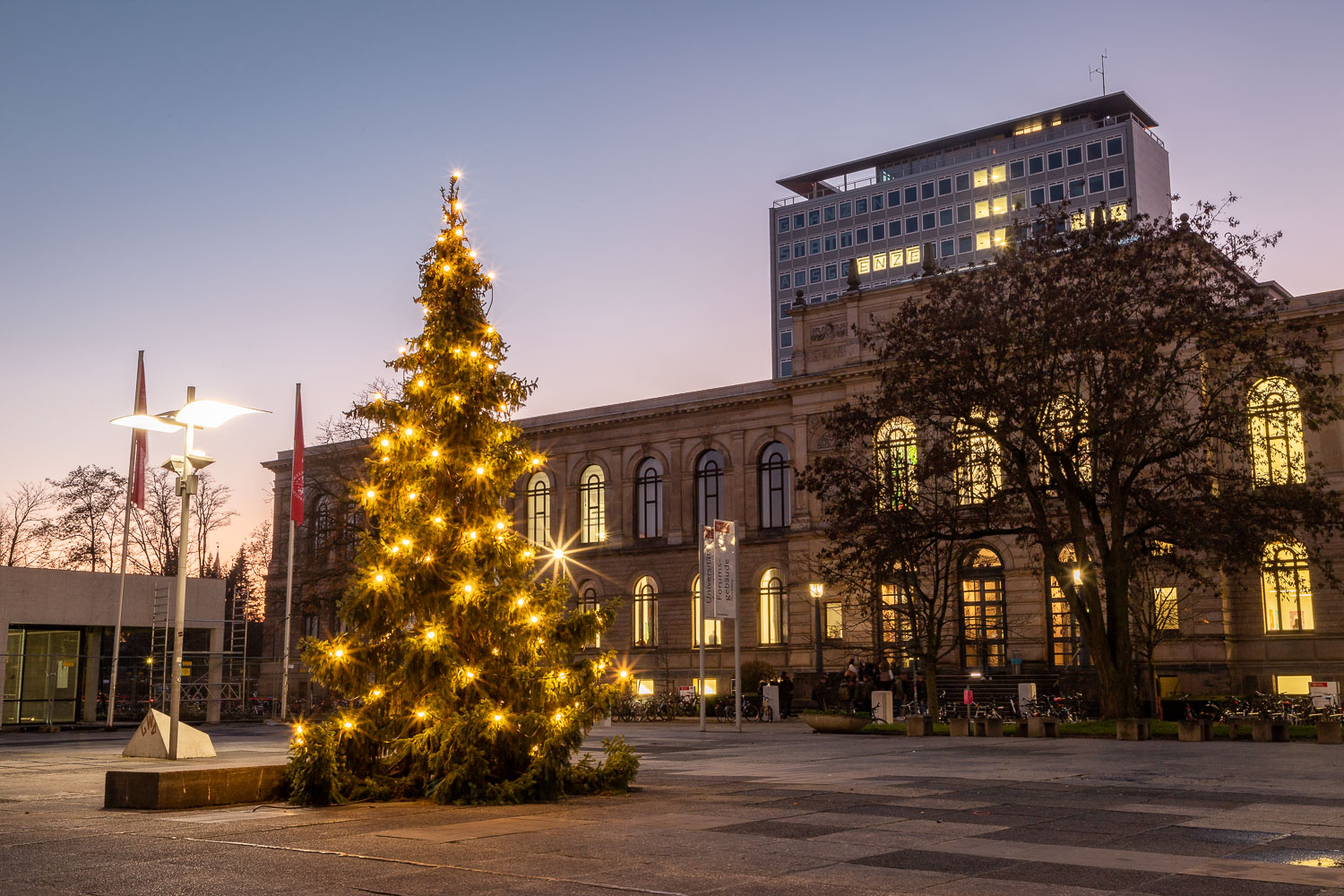 In diesem Jahr wurde eine Tanne vom Campus Nord als Weihnachtsbaum auf dem Universitätsplatz ausgewählt, die die aufgrund der mangelnden Standfestigkeit gefällt werden musste. Bildnachweis: Markus Hörster/TU Braunschweig