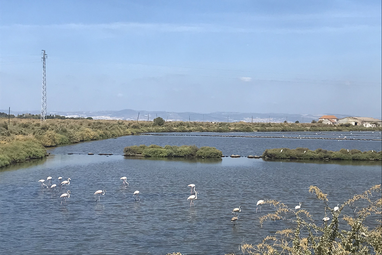 In einem See stehen viele Flamingos.