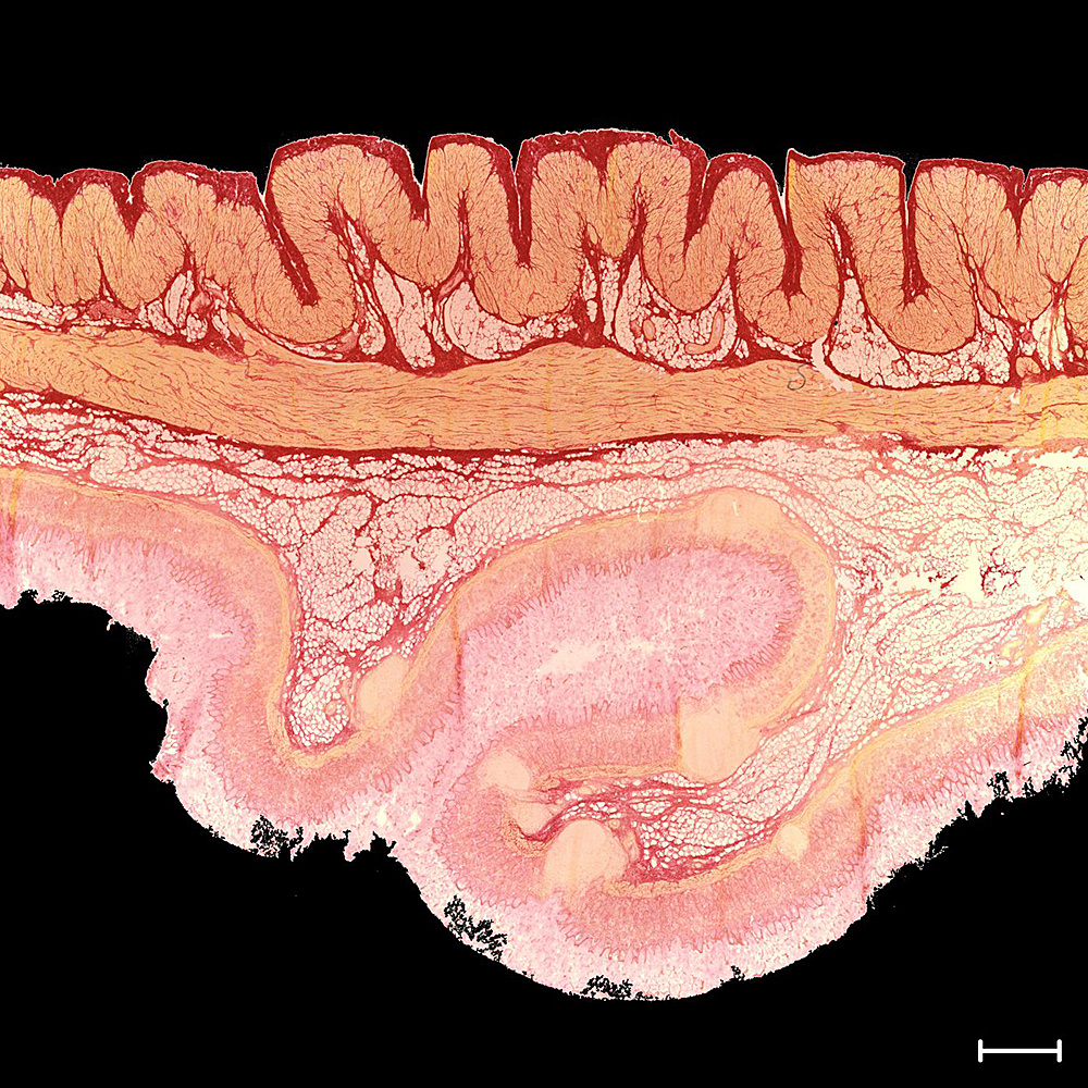 picture-of-the-month-microstructure-of-the-stomach-wall-the-key-to