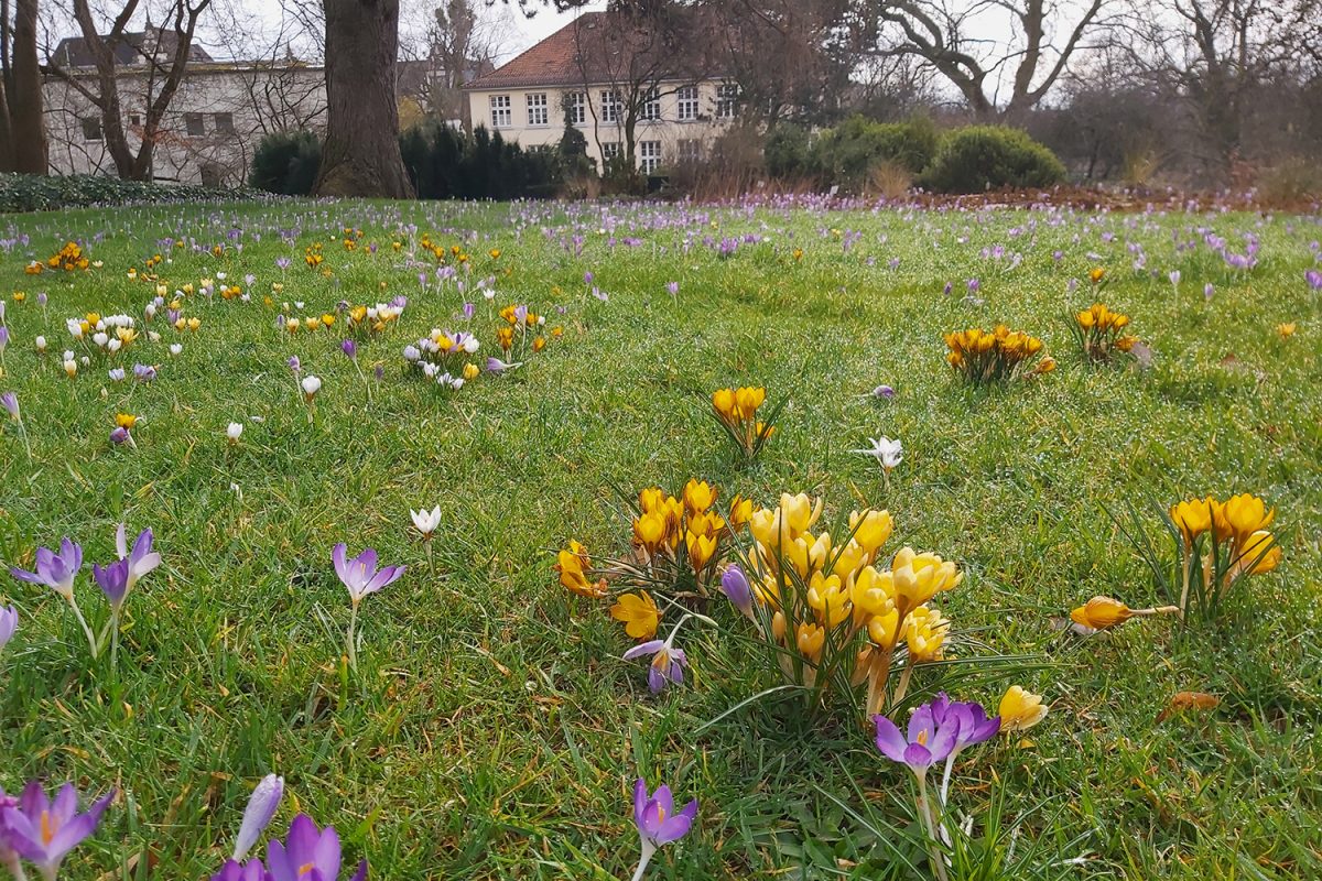 Es blüht im Botanischen Garten TU Braunschweig Blogs