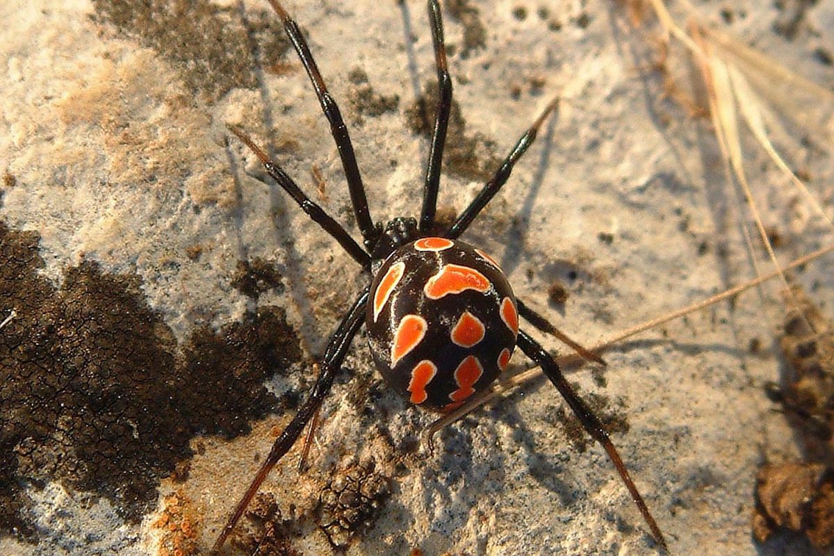 In case of a black widow bite, what can you do? - TU Braunschweig | Blogs