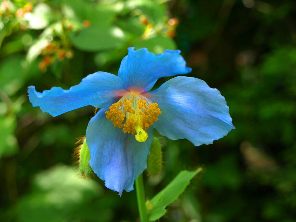 Mohn, Schöllkraut, Erdrauch, Lerchensporn, Tränendes Herz & Co. - TU ... Mohn, Schöllkraut, Erdrauch, Lerchensporn, Tränendes Herz & Co. - TU ...